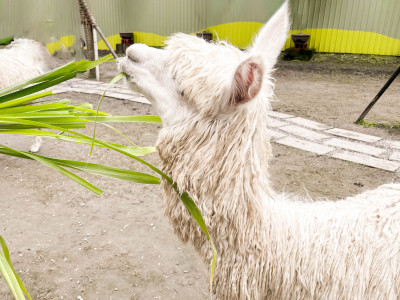 心花鹿Fun農場和動物零距離互動