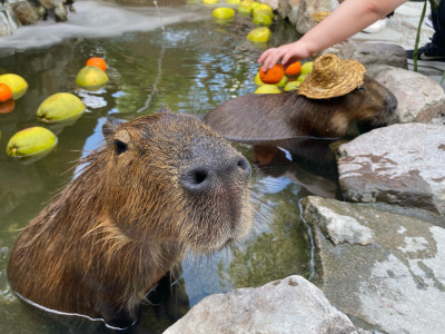 Zhangmeiama‘s Farm