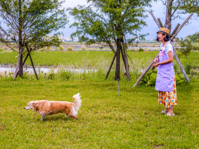 Loherb Island-style Rooms are Pet-Friendly