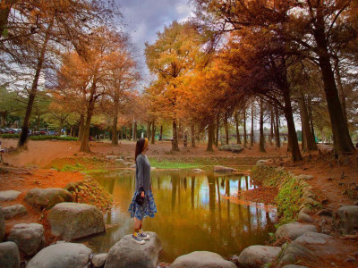 Best Photogenic Metasequoia Hideaways in Yilan