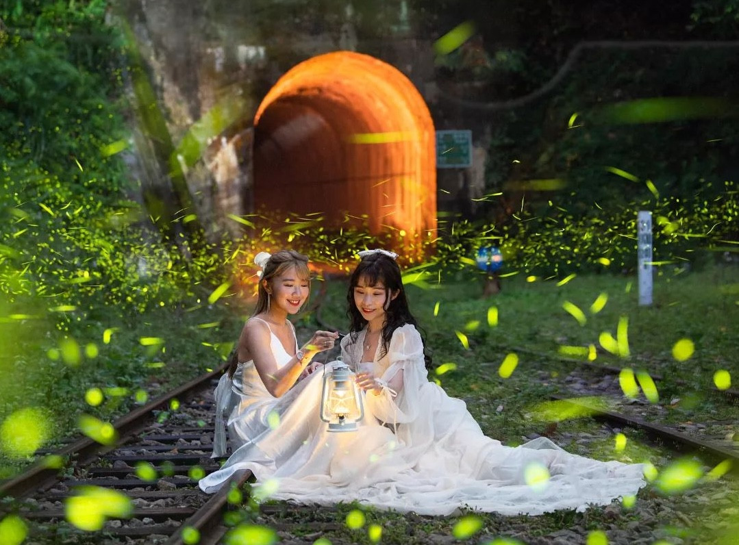 Firefly Watching on Summer Nights