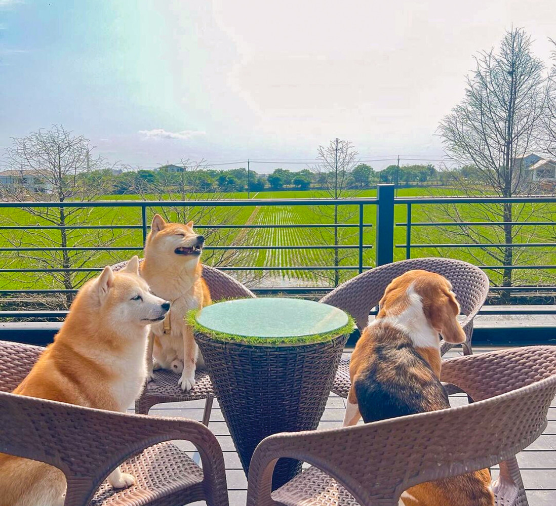 Pet-Friendly Stays Across Taiwan: Must-See Lodgings for Pet Parents