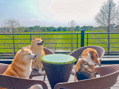 Pet-Friendly Stays Across Taiwan: Must-See Lodgings for Pet Parents