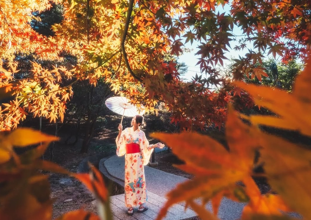 Autumn Exclusive! Top Maple Leaf Viewing Spots in Taiwan