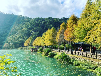 Autumn Yilan Stroll: Metasequoia & Countryside Light Escape